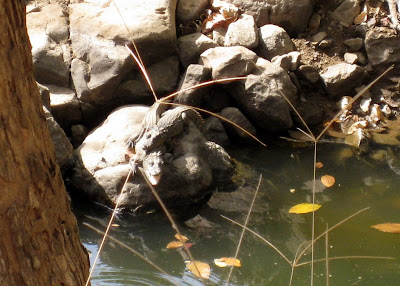 Baby crocodiles on a rock in Ranthambore National Park in India