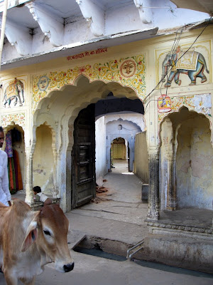 Cow in Pushkar India