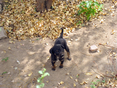 Puppy in Jodhpur