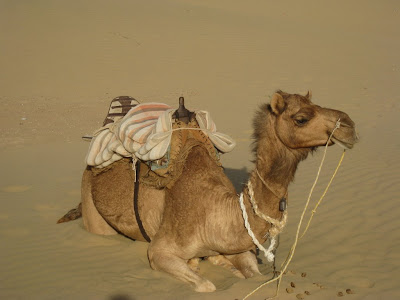 Camel in the Thar Desert in Rajasthan