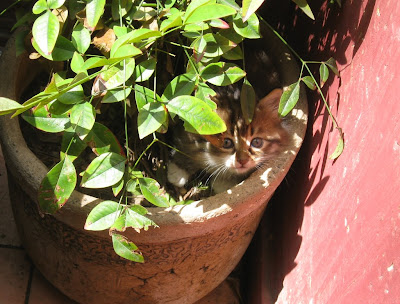 Kitten in Istanbul