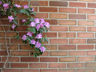 Purple flowers on a brick wall