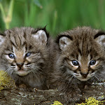 Bobcat Kittens.jpg