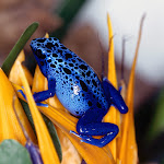 Blue Poison Frog.jpg