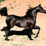 Bint Faloo, Arabian Mare.jpg