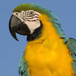 Blue and Yellow Macaw, South America.jpg
