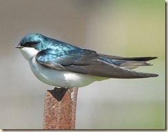 TreeSwallow