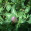Red Clover