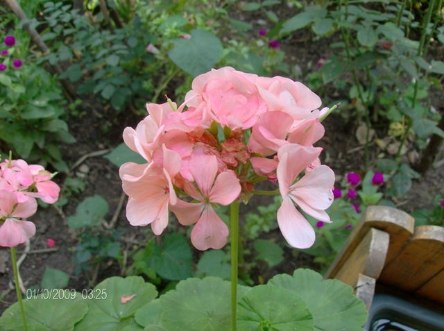 [01 - 10 - 2009 per_embe 022[2].jpg]