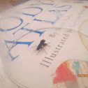 Ichneumon Wasp