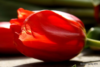 [Tulip[5].jpg]