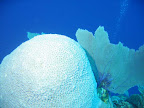  underwater