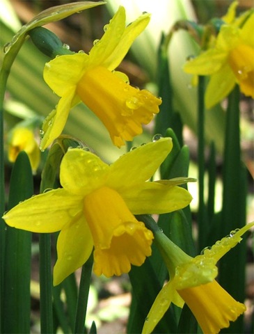 [daffodils-small-yellow[2].jpg]