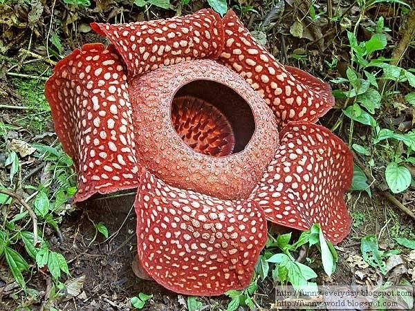 rafflesia09