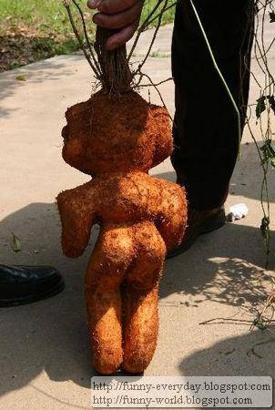 何首烏