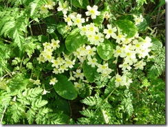 pear blossom  bees 009
