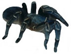 tarantula as pet