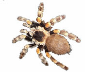 tarantulas