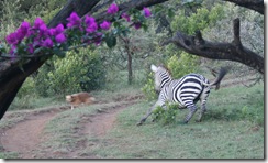 a zebra and embe