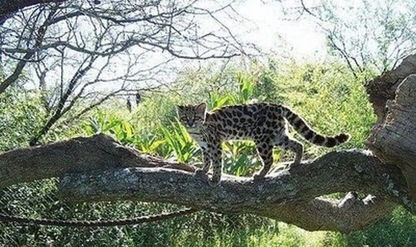 [margay-tiger-cat-10[5].jpg]