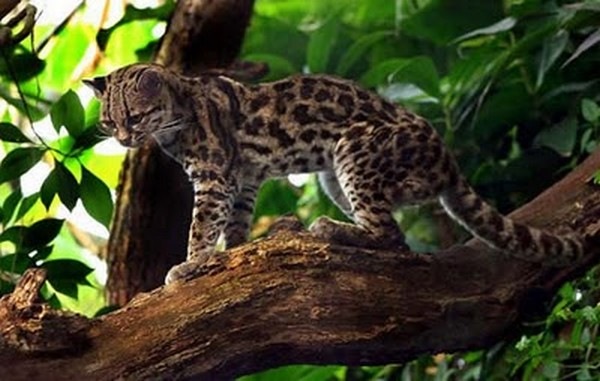 [margay-tiger-cat-4[2].jpg]