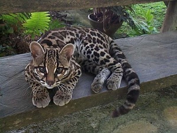 [margay-tiger-cat-5[2].jpg]