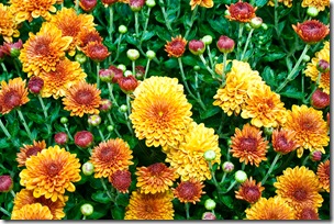 orangeflowers