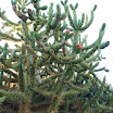 DSCF5228.JPG