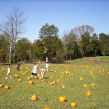 Pumpkin Patch 2008