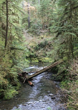 Olympic Rainforest