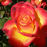 Flower2.JPG