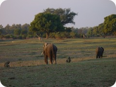 Elephant & others Luangua