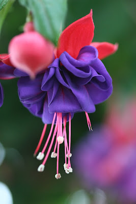 Fuchsia 1
