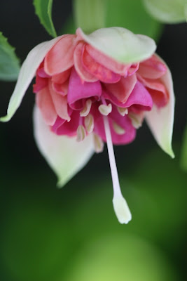 Fuchsia 2