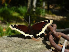 Butterfly thumbnail