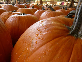 Irvine Park Railroad Pumpkin