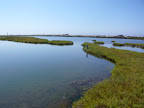 Bolsa Chica