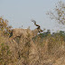 IMG_0397.JPG, A Kudu, Krummell Africa Photos