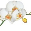 Orquídea