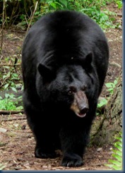 black-bear