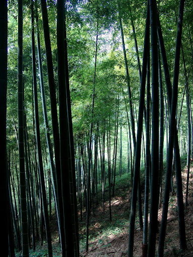 毛泽东照片:maozedongzhaopian-1050583