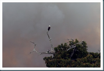 OrtonaFranklin,10-10 249 OrtonaFranklin,10-10 249