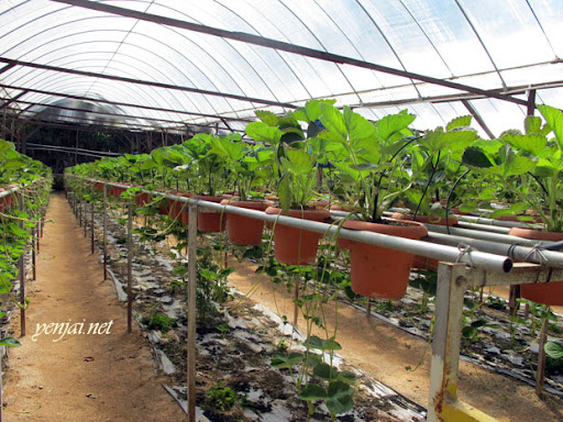 taman agro tourism cameron highlands