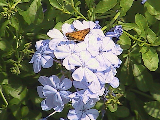 [Flower_butterfly[3].jpg]