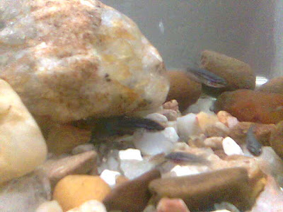 Imag015.jpg
