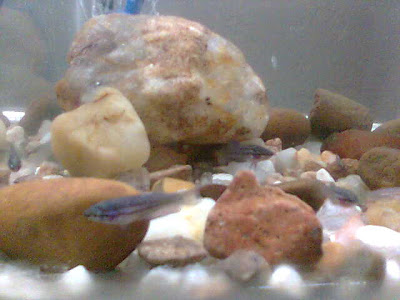 Imag016.jpg