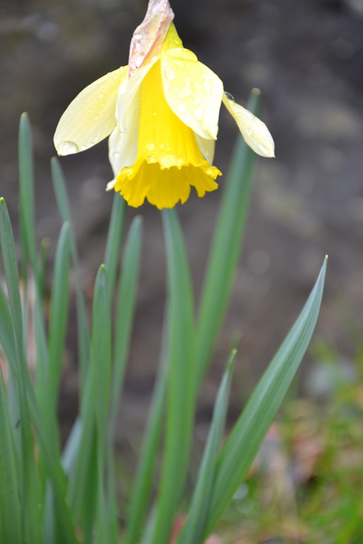 [daffodil[5].jpg]