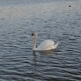 DSC_0203.JPG