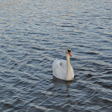 DSC_0156.JPG