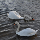 DSC_0175.JPG